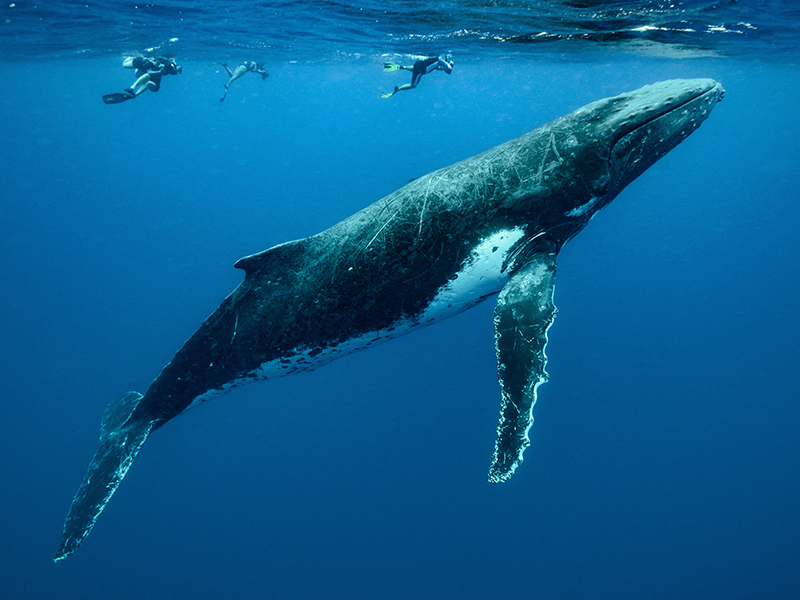 From Dock to Deep Sea: Exploring Grand Turk’s World-Class Boating, Fishing, and Diving Lifestyle